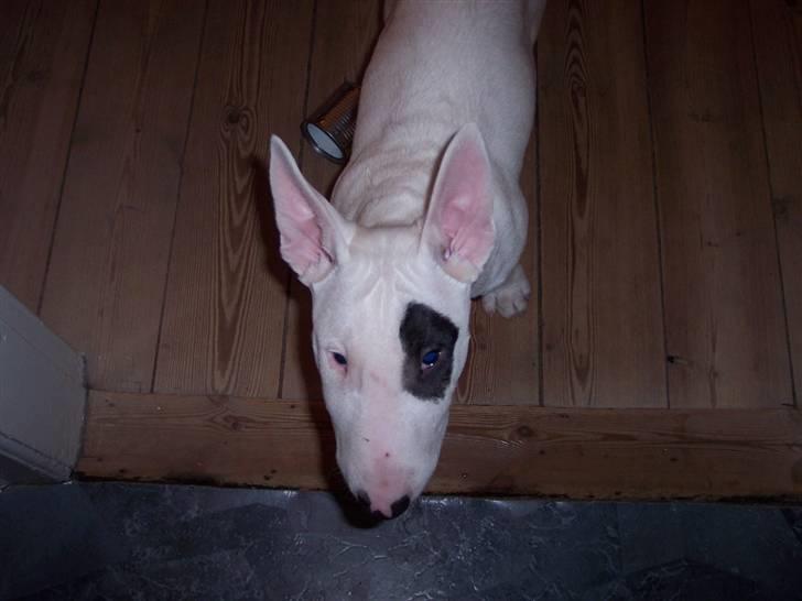 Bullterrier Ozzy - Alaysius - RIP - Lidt søvnig.... billede 3