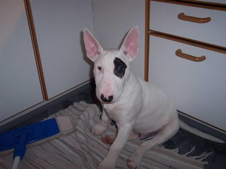 Bullterrier Ozzy - Alaysius - RIP - Ups...... måtte jeg ikke låne gulvmoppen billede 4