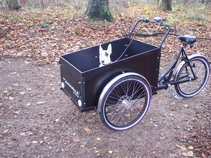 Bullterrier Ozzy - Alaysius - RIP - Gad ikke gå ned i skoven, men min mor havde løsningen.... billede 5