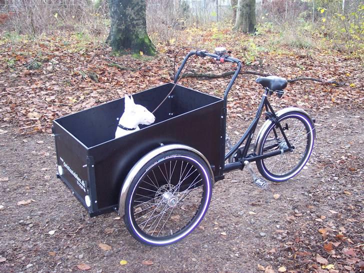 Bullterrier Ozzy - Alaysius - RIP - Gad vide hvor længe jeg skal sidde her! billede 6