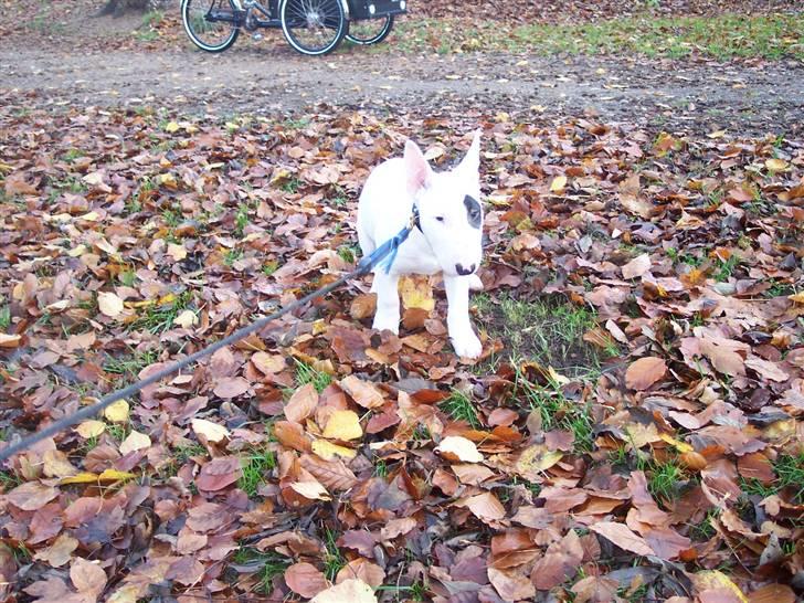 Bullterrier Ozzy - Alaysius - RIP - Gisp den er stor den her skov billede 7