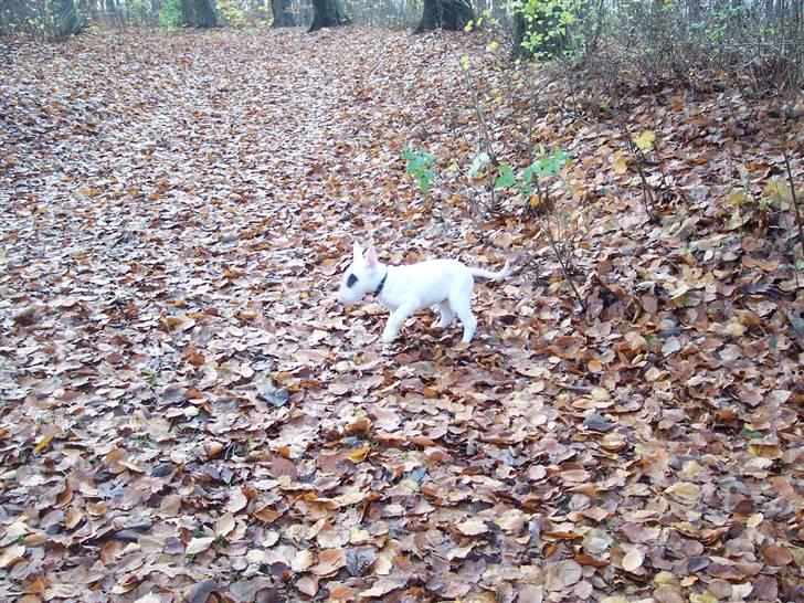 Bullterrier Ozzy - Alaysius - RIP - Må man tisse her? billede 8
