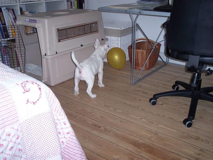 Bullterrier Ozzy - Alaysius - RIP - Den ballon kan bare vente sig.... billede 9