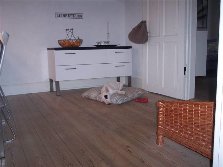 Bullterrier Ozzy - Alaysius - RIP - Prinsen på ærten billede 10