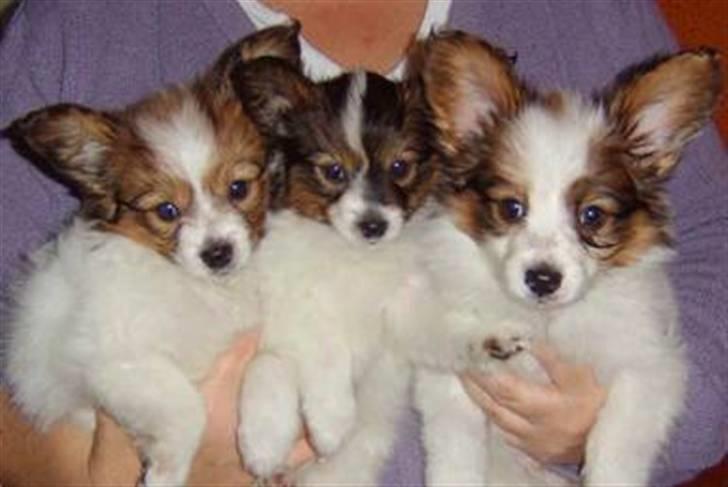 Papillon Dario billede 7