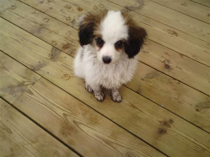 Phalene Canto billede 13