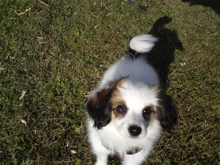 Phalene Canto billede 14