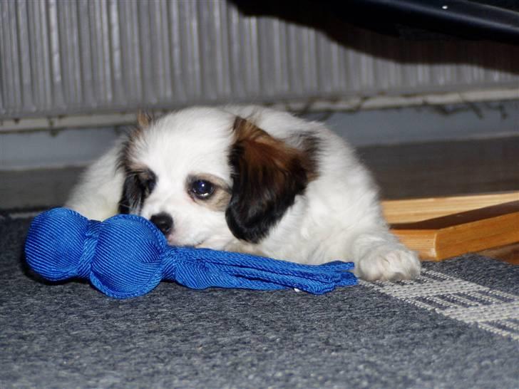 Phalene Canto billede 15