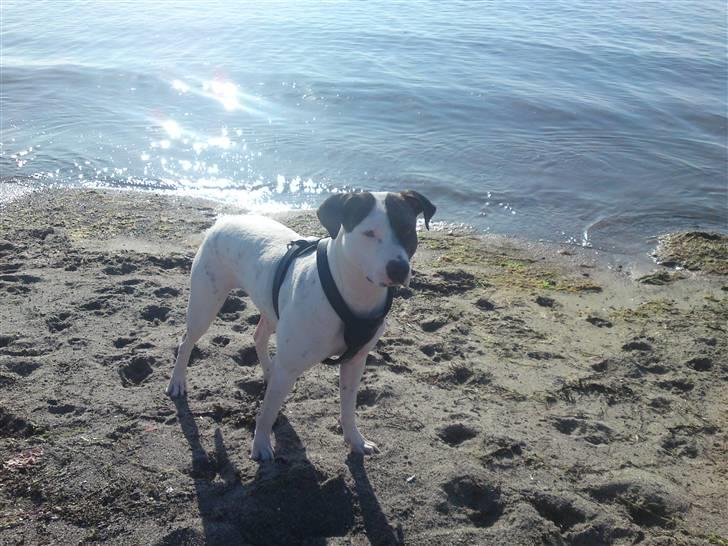 Amerikansk staffordshire terrier Goldie billede 2