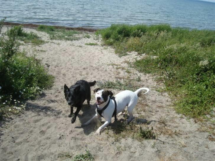 Amerikansk staffordshire terrier Goldie billede 3