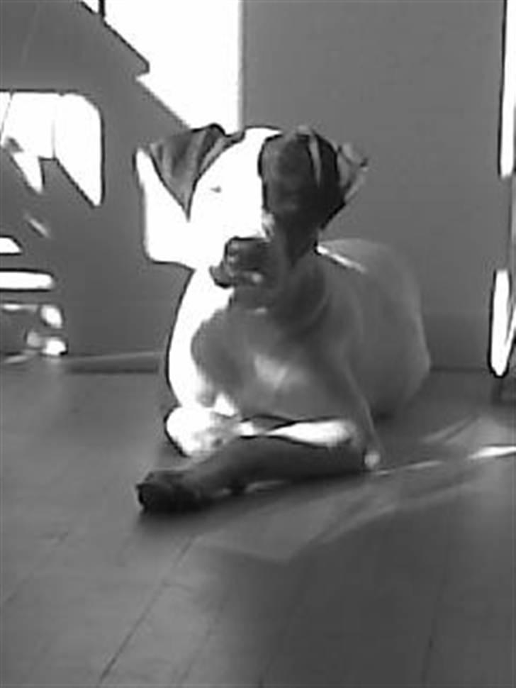 Amerikansk staffordshire terrier Goldie billede 4