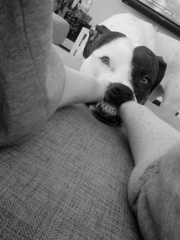 Amerikansk staffordshire terrier Goldie billede 5