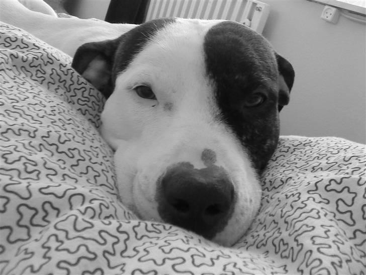 Amerikansk staffordshire terrier Goldie billede 6