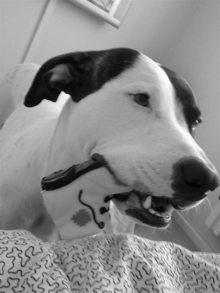 Amerikansk staffordshire terrier Goldie billede 7