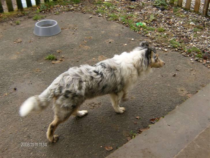 Collie langhåret Bonnie las - Bonnie Las som 4 mdr. billede 7