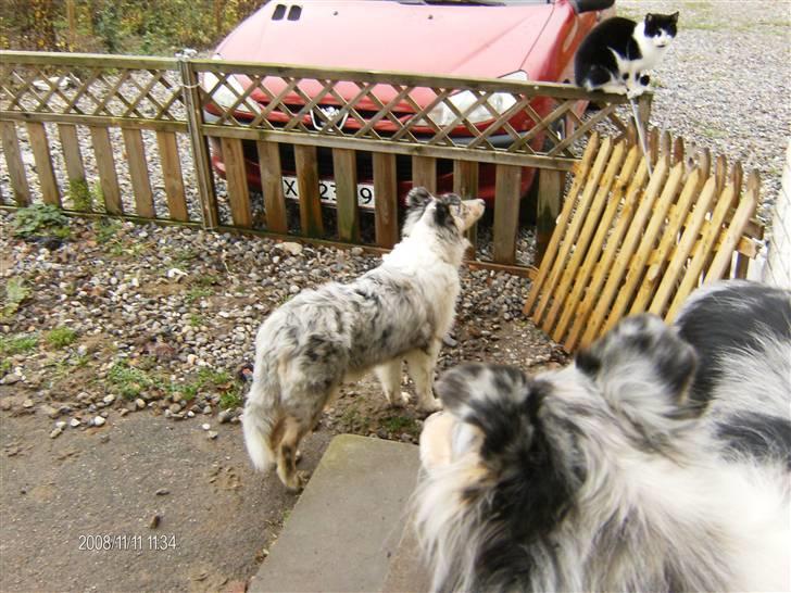 Collie langhåret Bonnie las - Bonnie hilser på katten billede 8