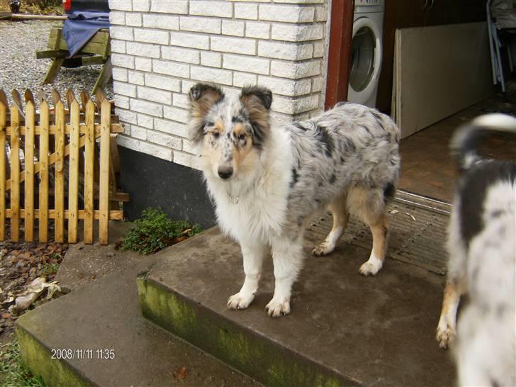 Collie langhåret Bonnie las billede 9