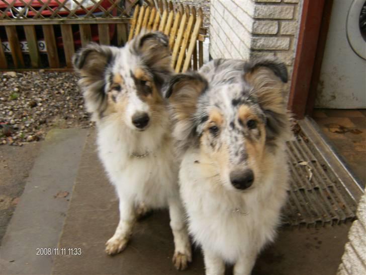 Collie langhåret Bonnie las - Bonnie sammen med sin bror Benji 4 mdr. gammel billede 10