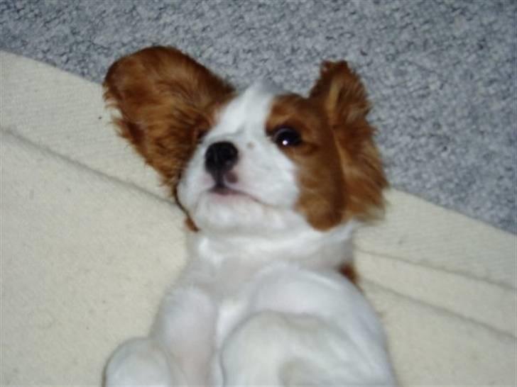 Cavalier king charles spaniel Thyholms Otto Of Oddesund billede 13