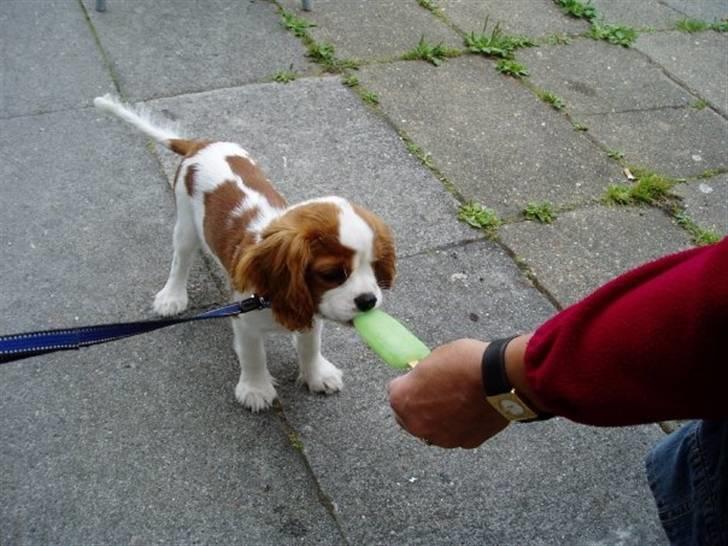 Cavalier king charles spaniel Thyholms Otto Of Oddesund billede 14