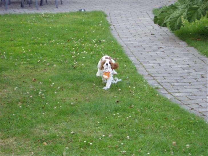 Cavalier king charles spaniel Thyholms Otto Of Oddesund billede 16