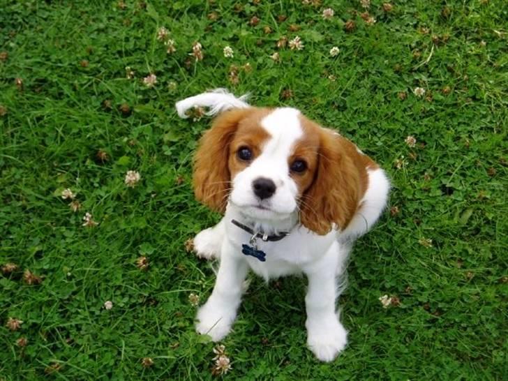 Cavalier king charles spaniel Thyholms Otto Of Oddesund billede 17