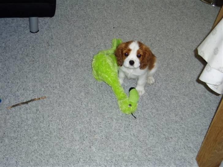 Cavalier king charles spaniel Thyholms Otto Of Oddesund billede 18