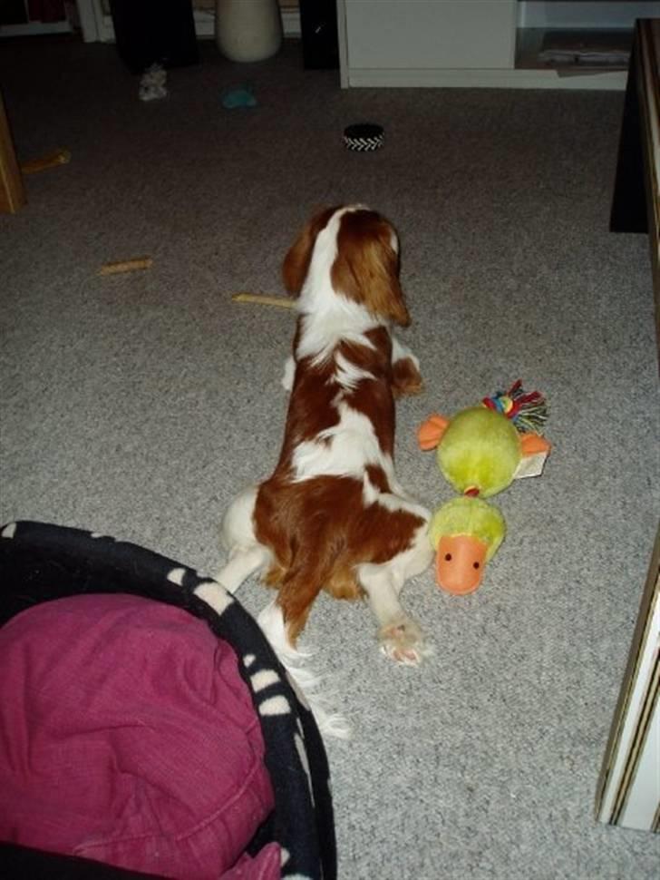 Cavalier king charles spaniel Thyholms Otto Of Oddesund billede 19