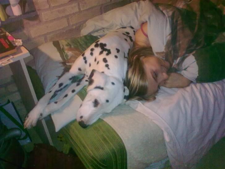 Dalmatiner Lady Gaga billede 7