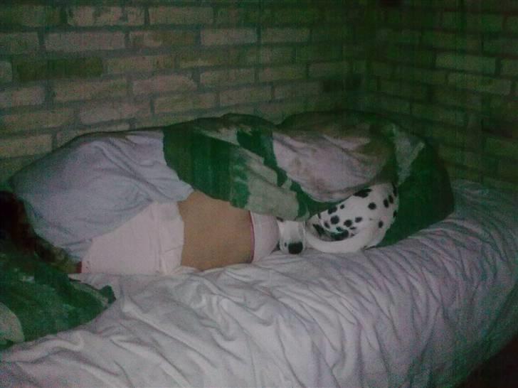 Dalmatiner Lady Gaga billede 8