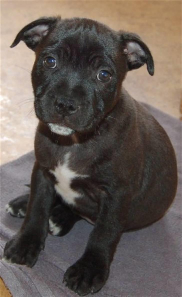 Staffordshire bull terrier Boss billede 1