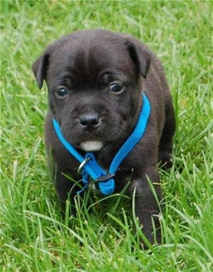 Staffordshire bull terrier Boss - Det er taget inden vi fik ham hjem :) billede 2