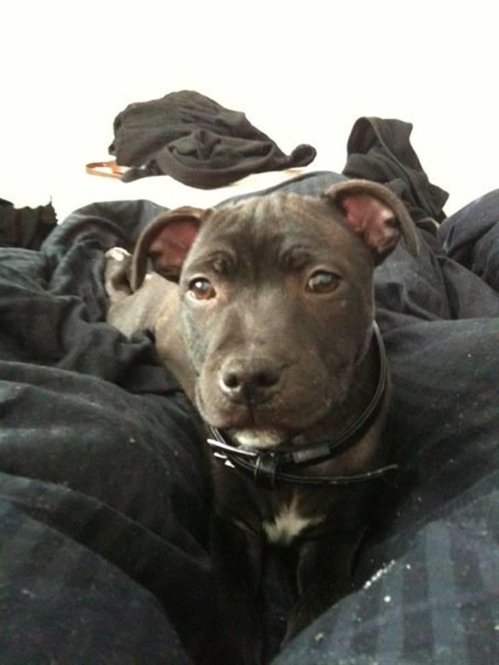 Staffordshire bull terrier Boss billede 3