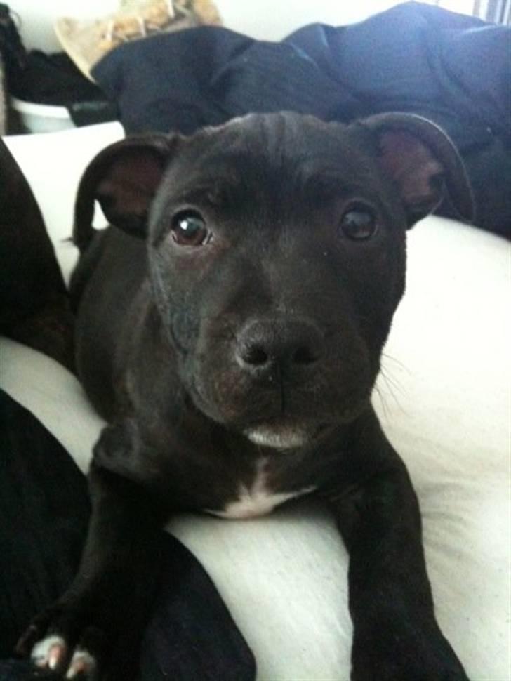 Staffordshire bull terrier Boss billede 4
