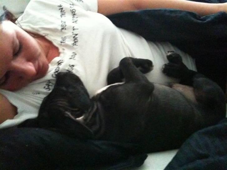 Staffordshire bull terrier Boss - Vi får os lige en lille lur <3 billede 5