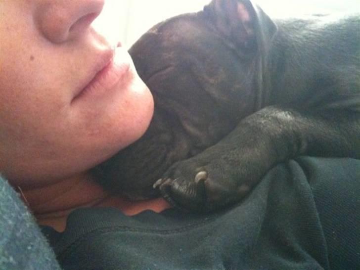 Staffordshire bull terrier Boss - Puttetrold <3 billede 6