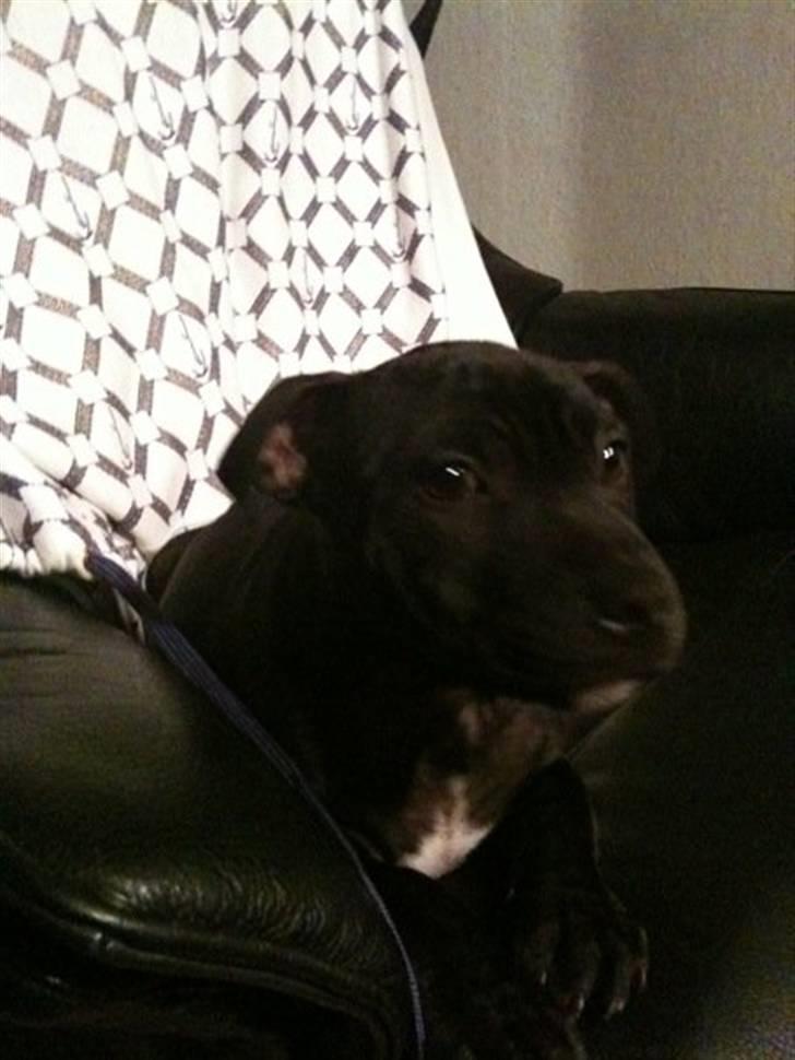 Staffordshire bull terrier Boss billede 7