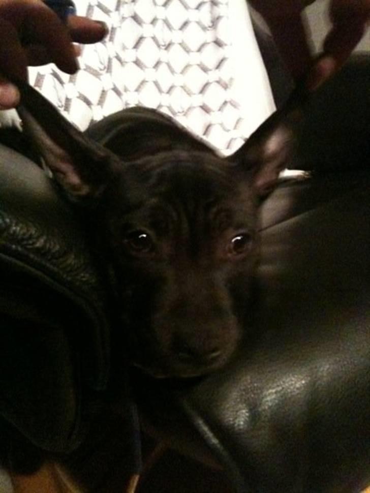 Staffordshire bull terrier Boss - "I belive I can fly" :) billede 8