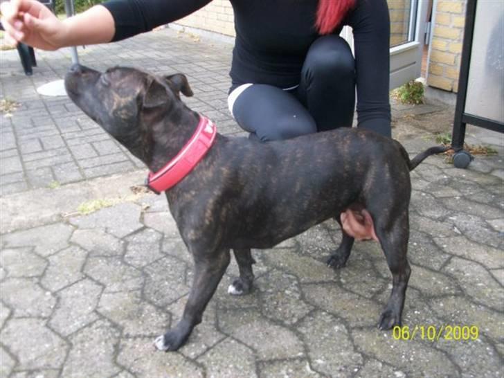 Staffordshire bull terrier Chanell billede 10