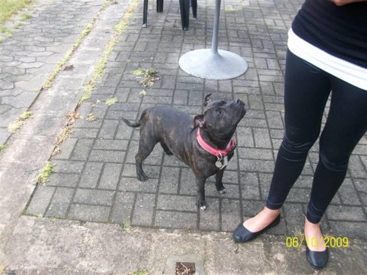 Staffordshire bull terrier Chanell billede 11