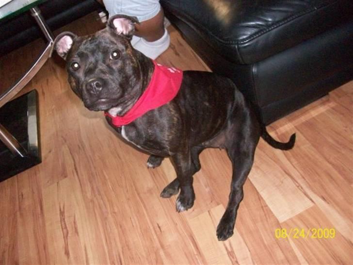 Staffordshire bull terrier Chanell billede 12