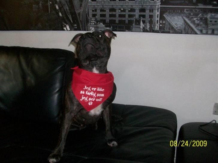 Staffordshire bull terrier Chanell billede 13