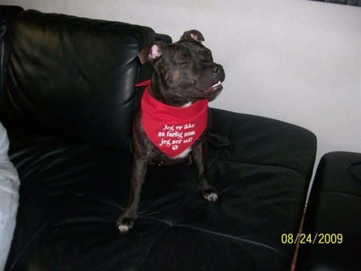 Staffordshire bull terrier Chanell billede 14