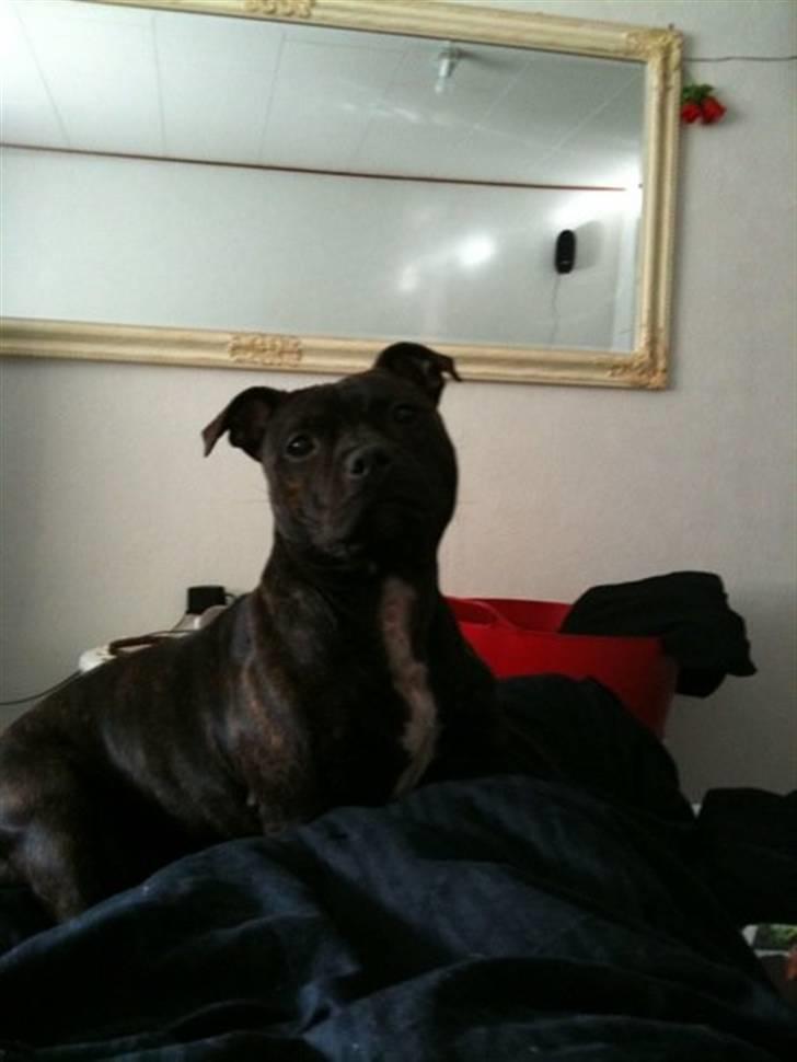 Staffordshire bull terrier Chanell billede 15