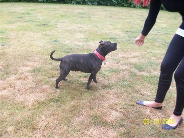 Staffordshire bull terrier Chanell billede 16