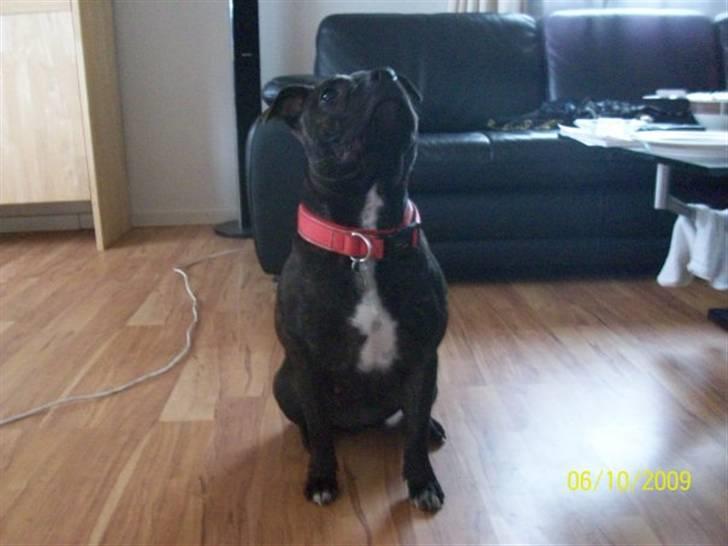 Staffordshire bull terrier Chanell billede 17