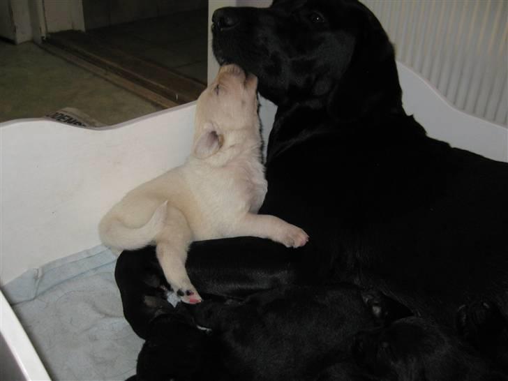 Blanding af racer Sussi - Skal vi lege, mor ? billede 9