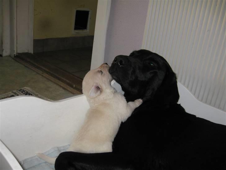 Blanding af racer Sussi - Denne hvalp skal vi selv beholde billede 10