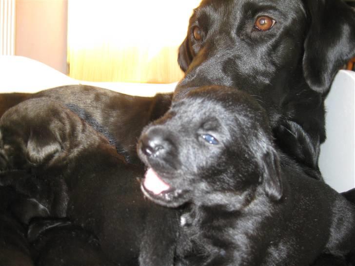 Blanding af racer Sussi - Lige vågnet efter en dejlig formiddagssøvn... billede 11