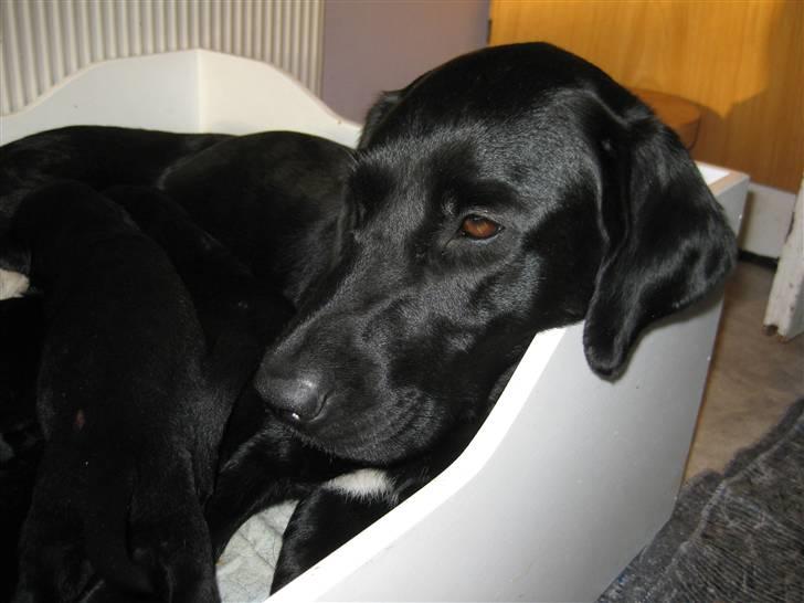 Blanding af racer Sussi - Hygge, hygge... billede 12